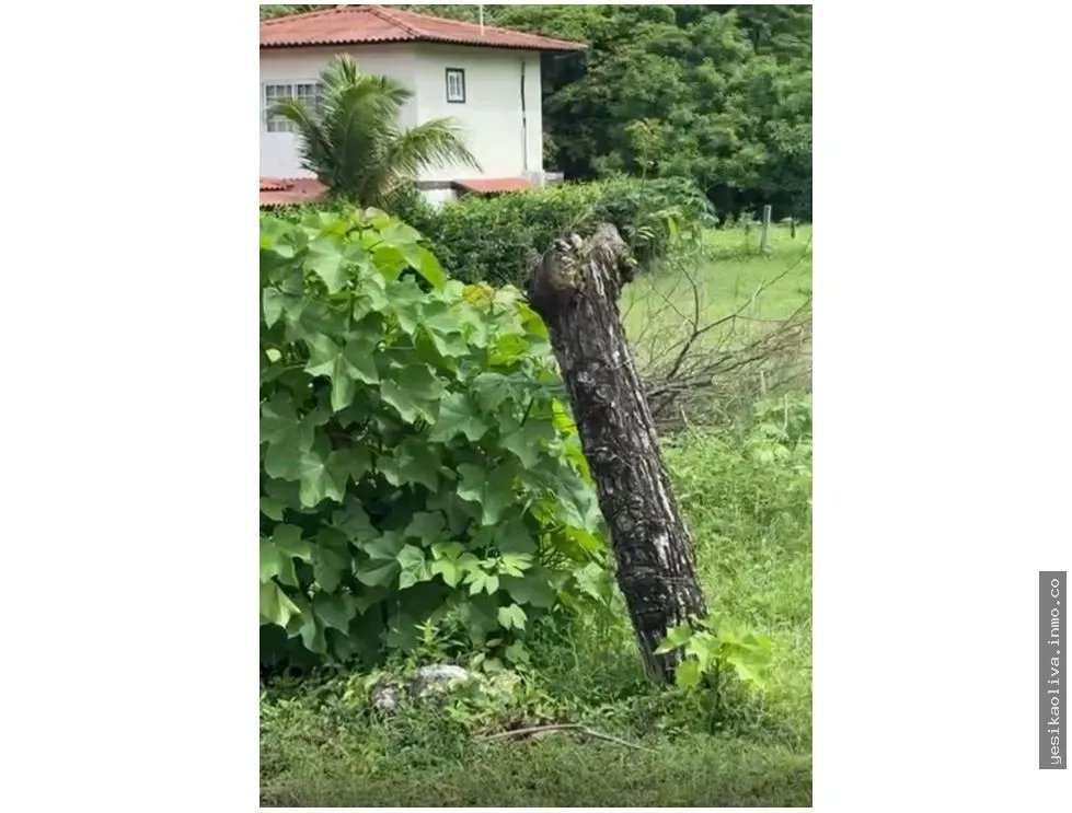 Land Sale in Guanico Abajo, Tonosí