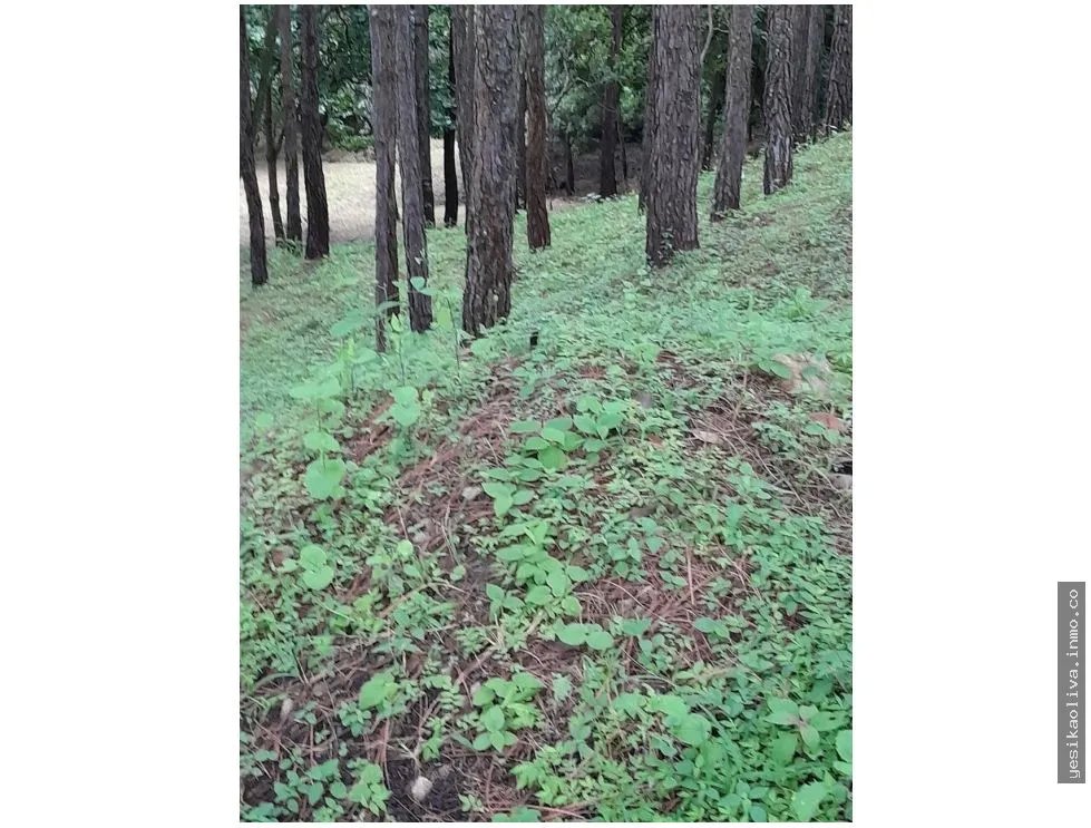 Terreno en Venta, Altos del Maria