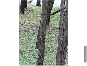Land for Sale, Altos del Maria