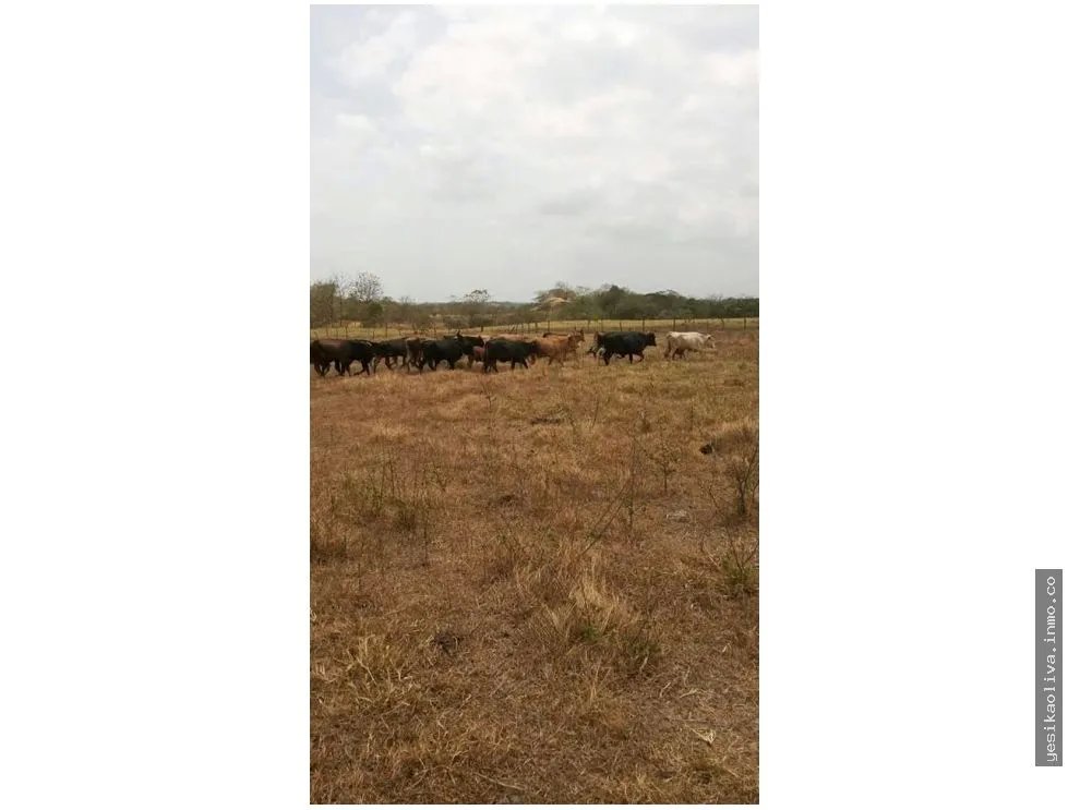 Venta de finca en Tanara, Chepo