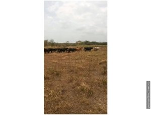 Sale of Farm in Tanara, Chepo