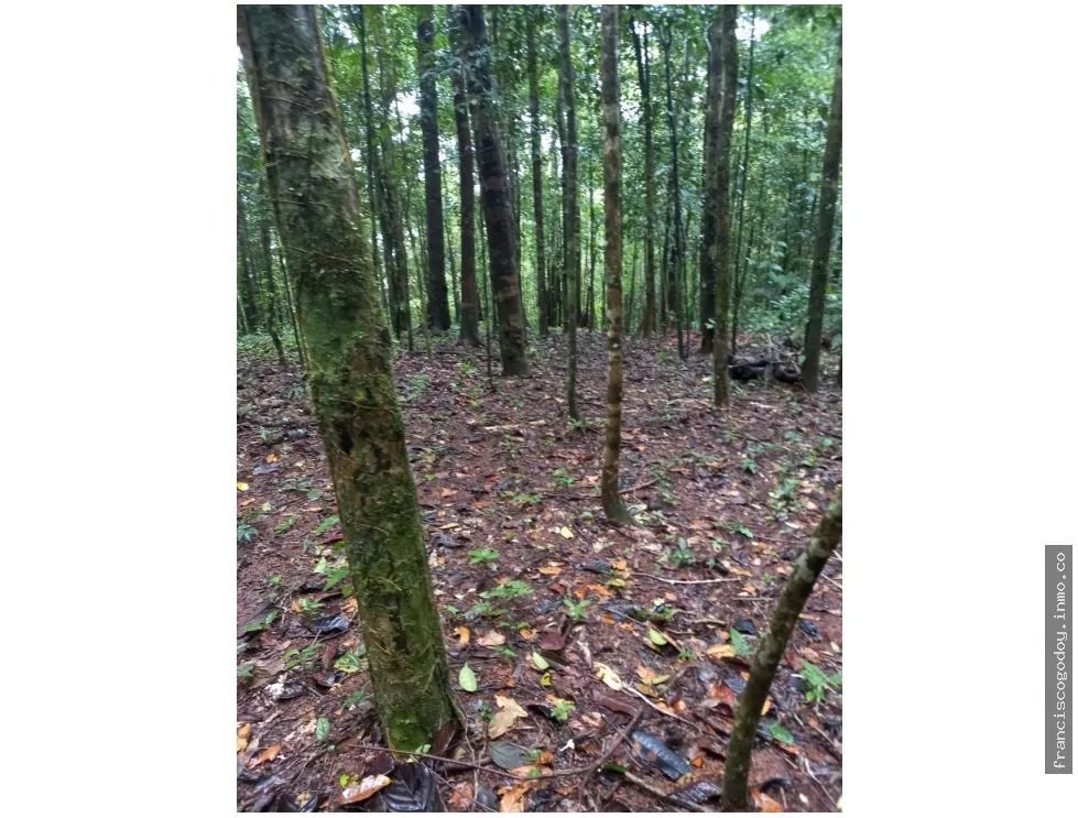 LAND FOR SALE IN CERRO AZUL - 55 HECTARES