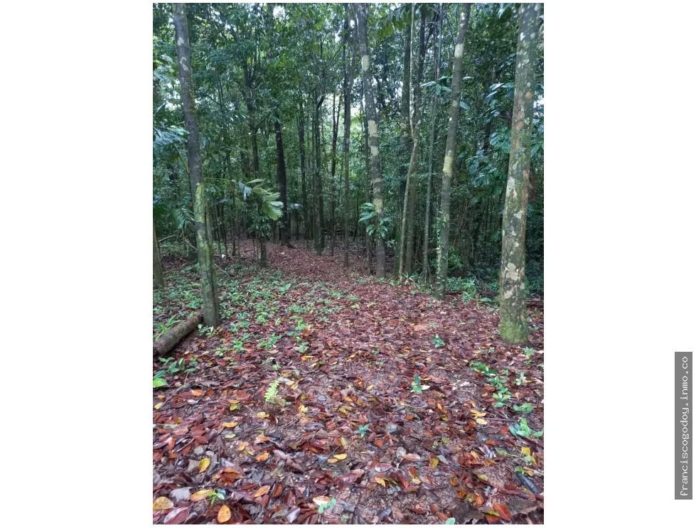 VENDO TERRENO EN CERRO AZUL 55 HECTAREAS