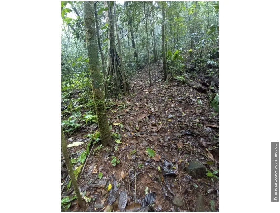 VENDO TERRENO EN CERRO AZUL 55 HECTAREAS