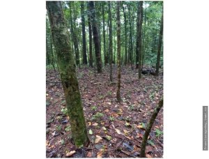 VENDO TERRENO EN CERRO AZUL 55 HECTAREAS