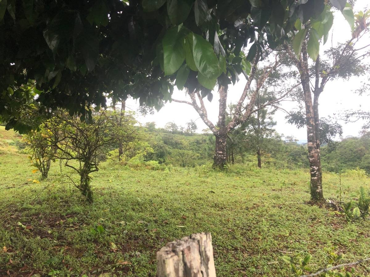1.2 hectares of great views with springs and orchard