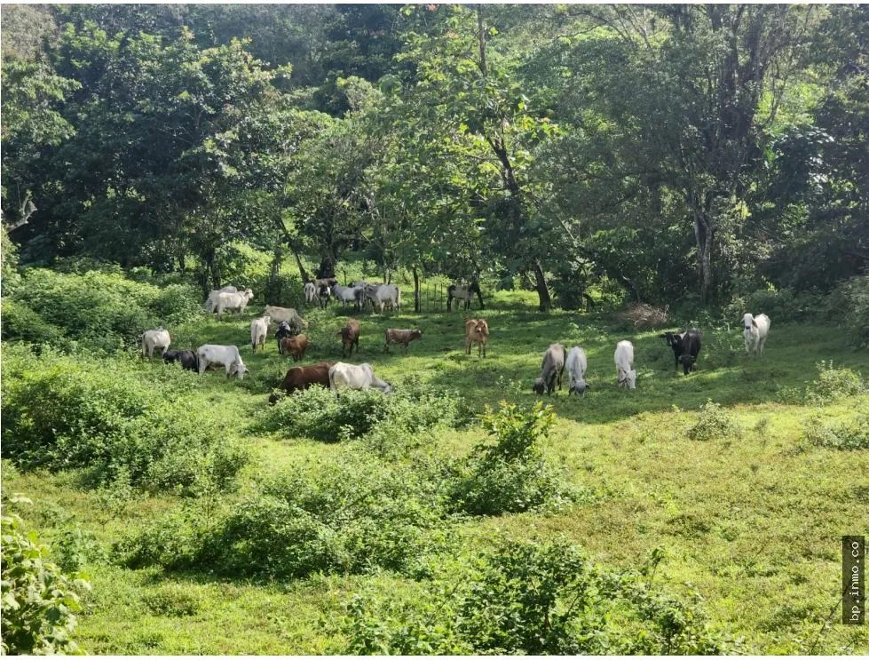 SE VENDE FINCA AGROPECUARIA EN COLÓN
