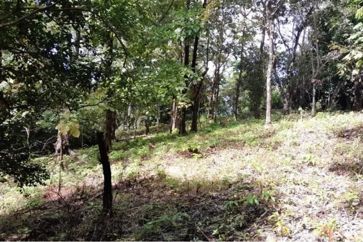 SE VENDE PROPIEDAD DE CASI 12 HECTAREAS (29.65 ACRES) ISLA DE CEBACO, VERAGUAS.