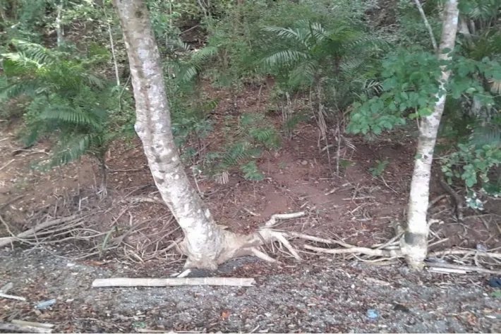 SE VENDE PROPIEDAD DE CASI 12 HECTAREAS (29.65 ACRES) ISLA DE CEBACO, VERAGUAS.
