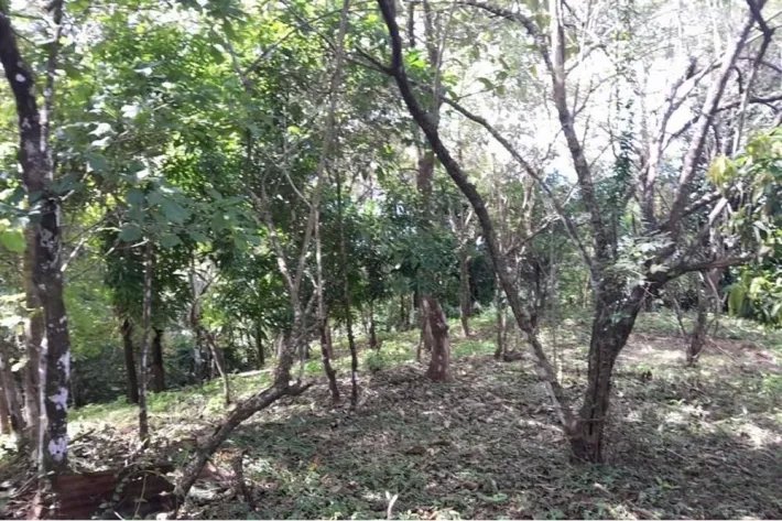 SE VENDE PROPIEDAD DE CASI 12 HECTAREAS (29.65 ACRES) ISLA DE CEBACO, VERAGUAS.