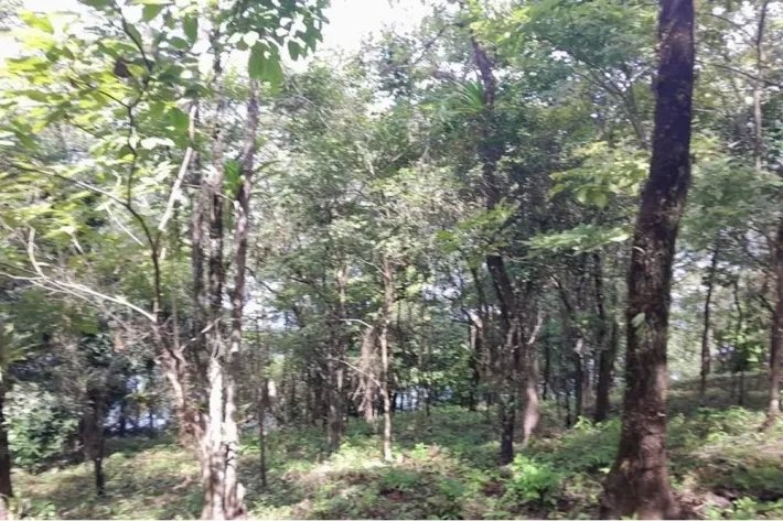 SE VENDE PROPIEDAD DE CASI 12 HECTAREAS (29.65 ACRES) ISLA DE CEBACO, VERAGUAS.