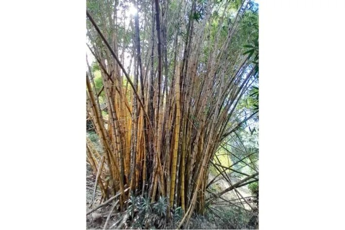 SE VENDE PROPIEDAD DE CASI 12 HECTAREAS (29.65 ACRES) ISLA DE CEBACO, VERAGUAS.