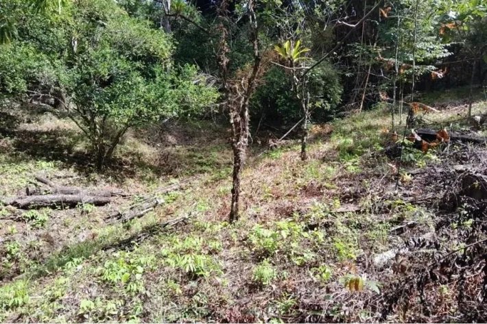 SE VENDE PROPIEDAD DE CASI 12 HECTAREAS (29.65 ACRES) ISLA DE CEBACO, VERAGUAS.