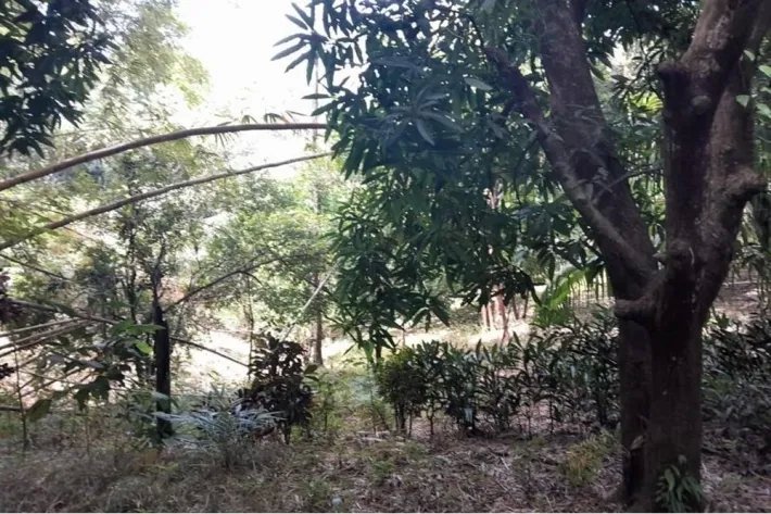SE VENDE PROPIEDAD DE CASI 12 HECTAREAS (29.65 ACRES) ISLA DE CEBACO, VERAGUAS.