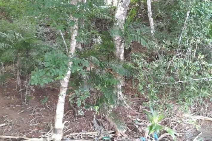 SE VENDE PROPIEDAD DE CASI 12 HECTAREAS (29.65 ACRES) ISLA DE CEBACO, VERAGUAS.