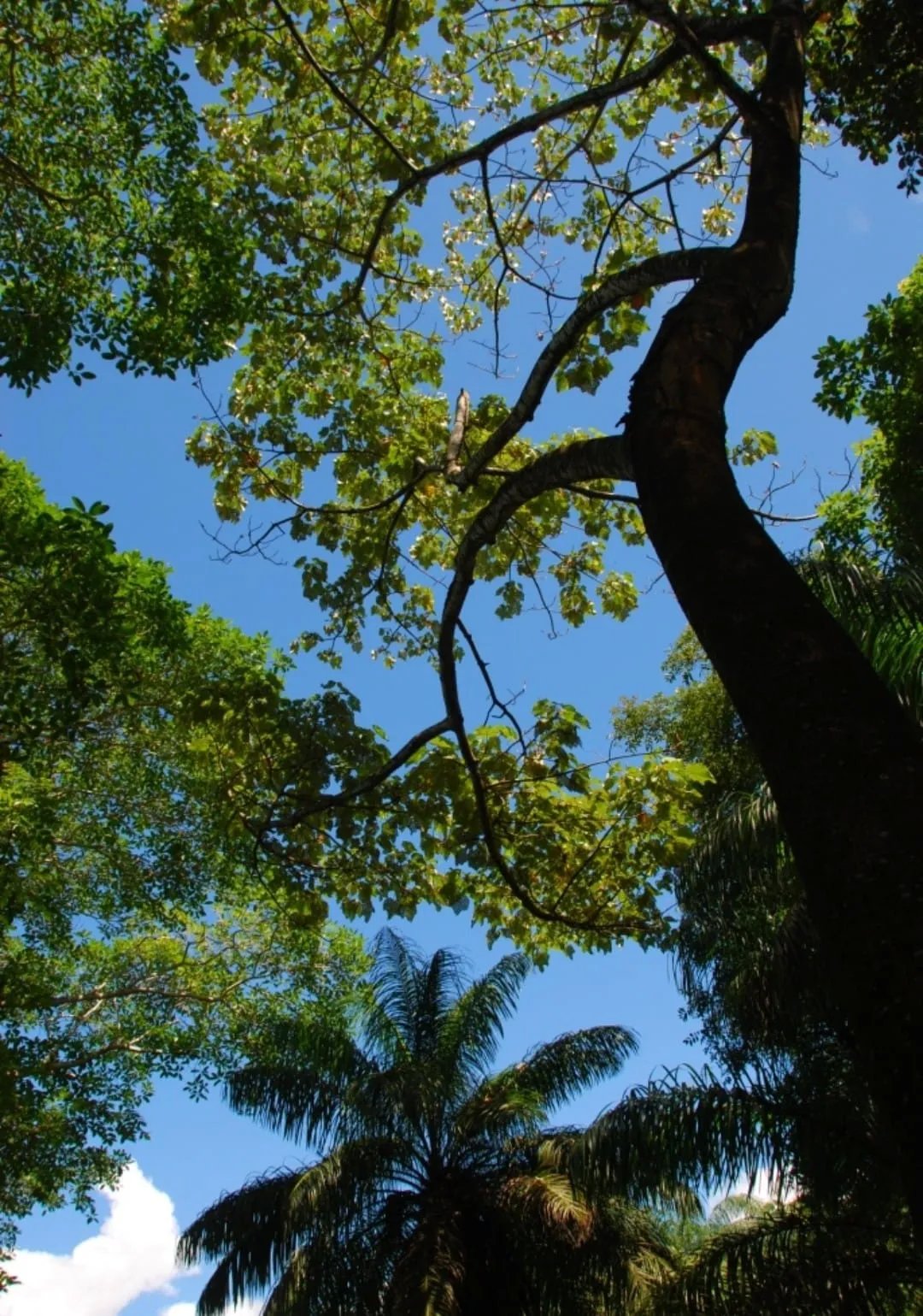 Hermosa Isla Privada en Venta Cerca de Isla Cébaco, Veraguas, Panamá