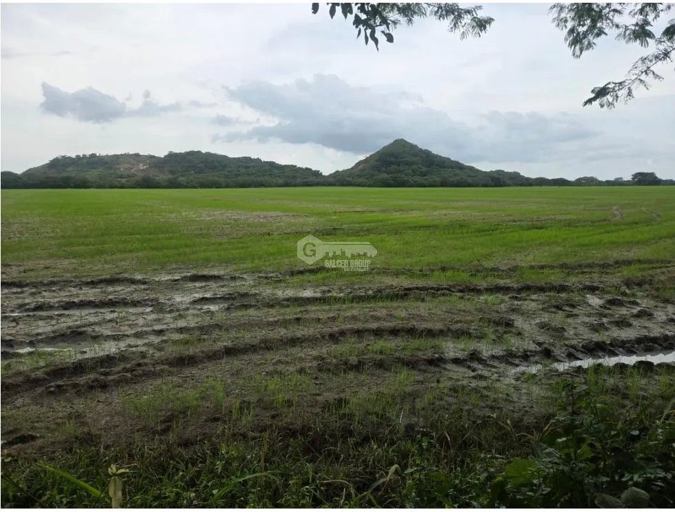 SPECTACULAR RICE FARM FOR SALE - 100 HECTARES LOCATED IN PENONOME