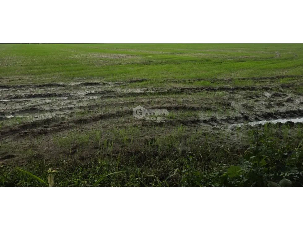 SE VENDE ESPECTACULAR FINCA ARROCERA 100 HECTAREAS UBICADA EN PENONOME