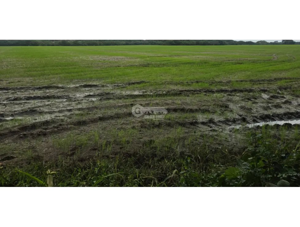 SE VENDE ESPECTACULAR FINCA ARROCERA 100 HECTAREAS UBICADA EN PENONOME