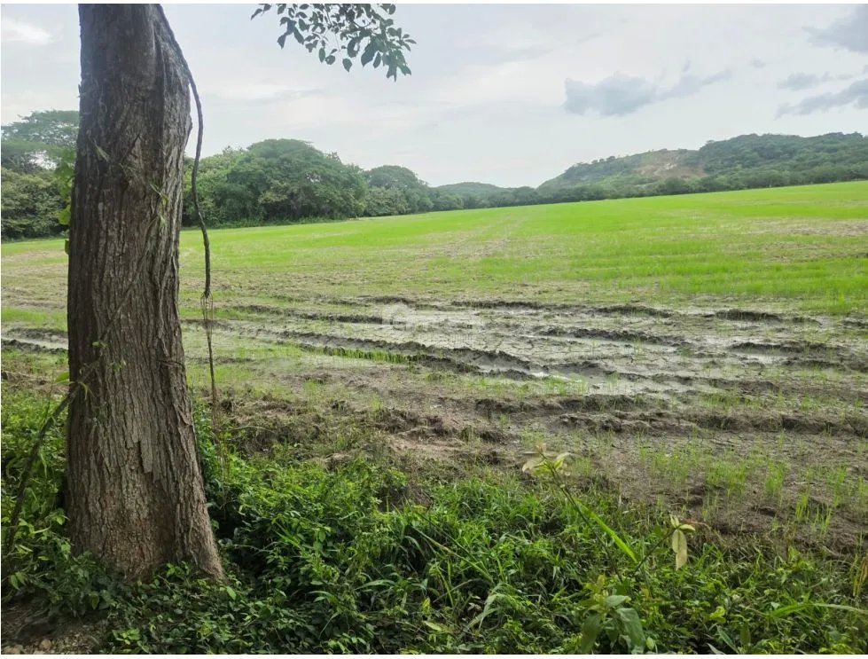 SE VENDE ESPECTACULAR FINCA ARROCERA 100 HECTAREAS UBICADA EN PENONOME