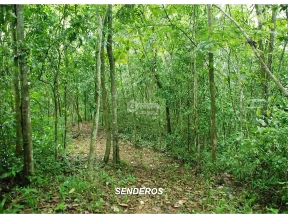 CAPIRA / CERMEÑO / 6 HECTAREAS / BOSQUES / SENDEROS / OJOS DE AGUA