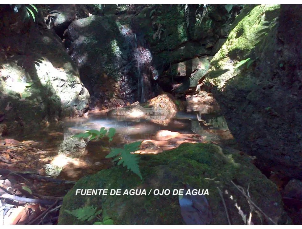 CAPIRA / CERMEÑO / 6 HECTAREAS / BOSQUES / SENDEROS / OJOS DE AGUA