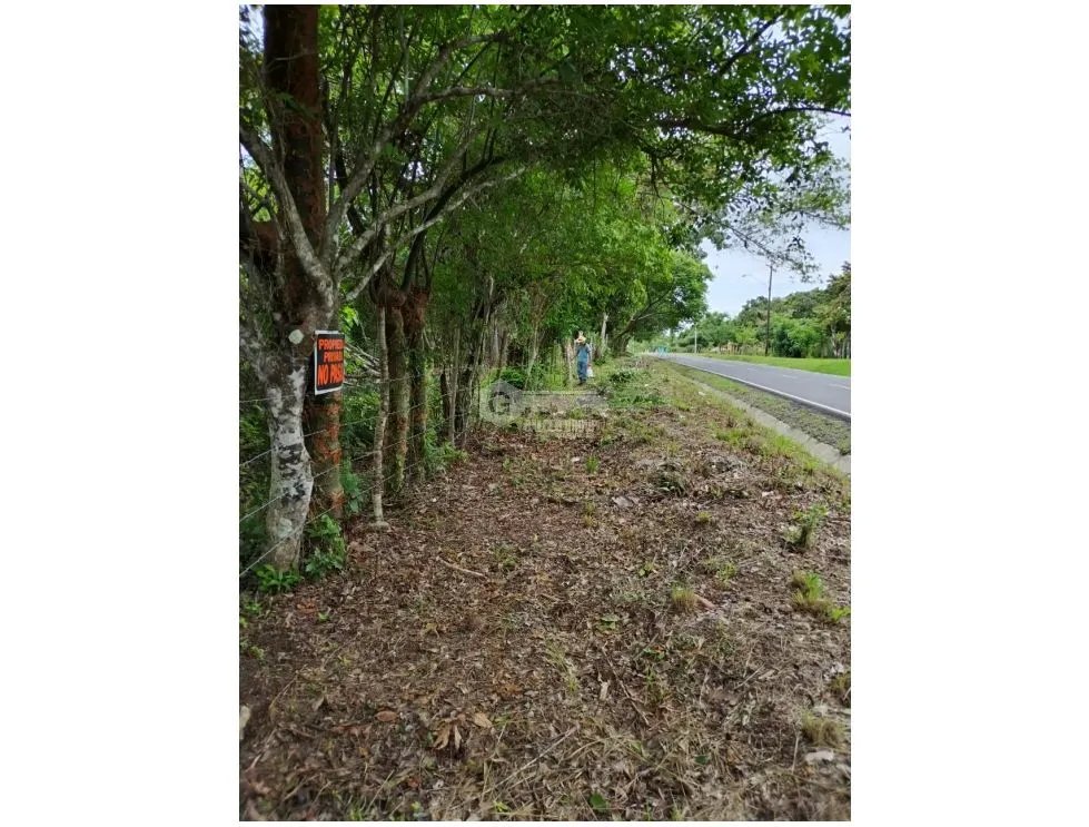 TERRENO / COCLE / SANTA RITA /  9 HECTAREAS / ARBOLES FRUTALES