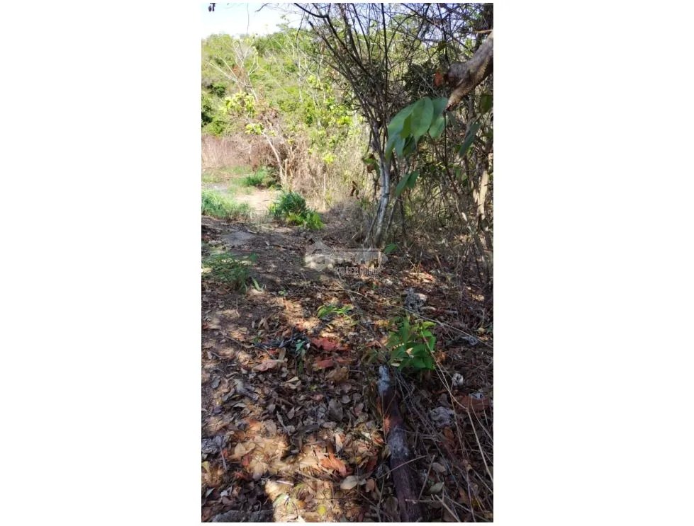 TERRENO / COCLE / SANTA RITA /  9 HECTAREAS / ARBOLES FRUTALES