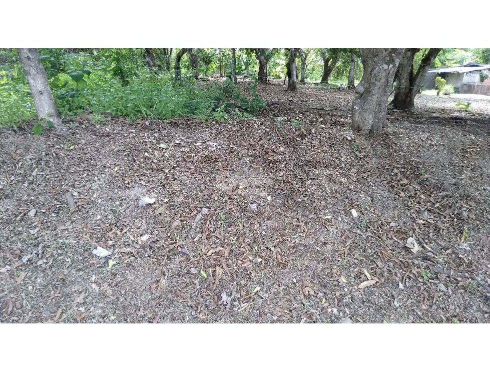 TERRENO / COCLE / SANTA RITA /  9 HECTAREAS / ARBOLES FRUTALES