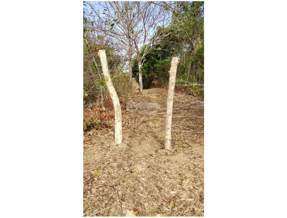 TERRENO / COCLE / SANTA RITA /  9 HECTAREAS / ARBOLES FRUTALES