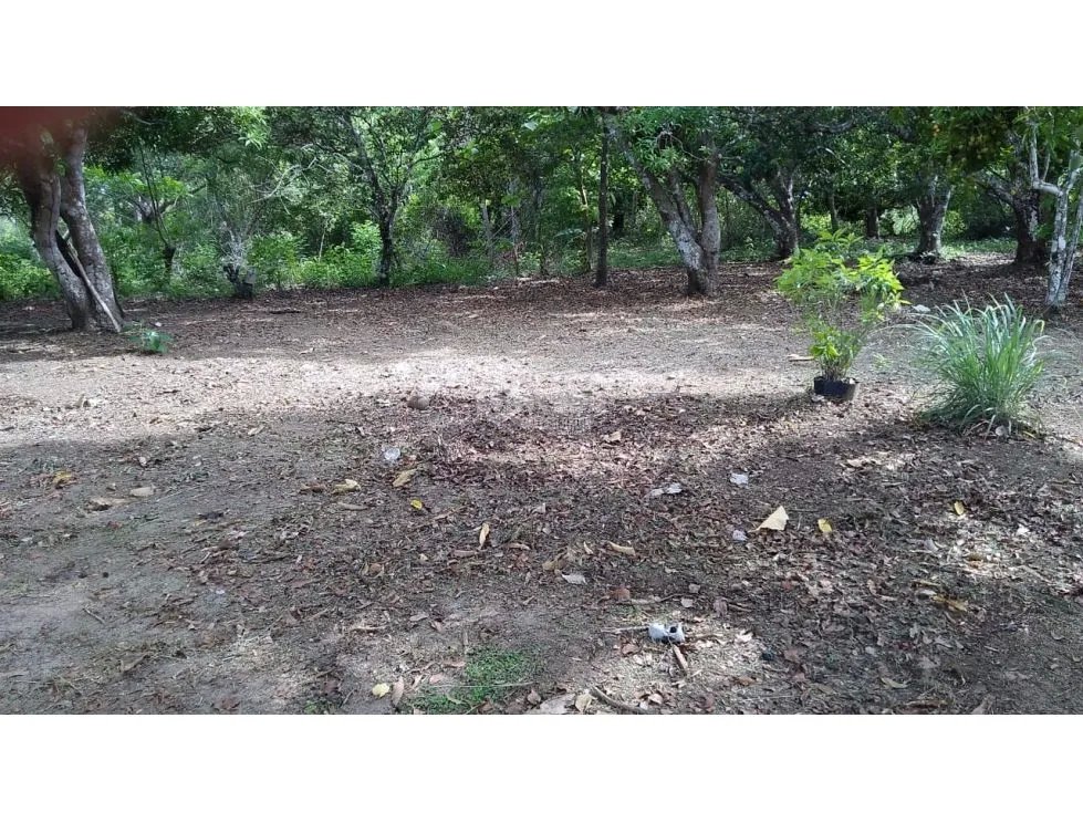 TERRENO / COCLE / SANTA RITA /  9 HECTAREAS / ARBOLES FRUTALES