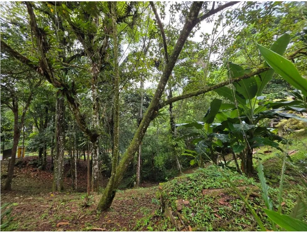 Terreno à Venda em Cerro Azul