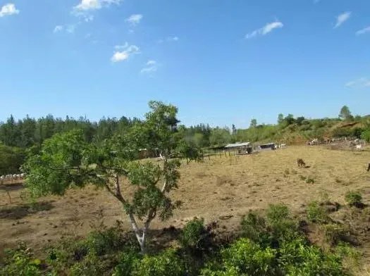 46.2 Hectare Land/Farm in La Coloradita, Veraguas | With House and Lake