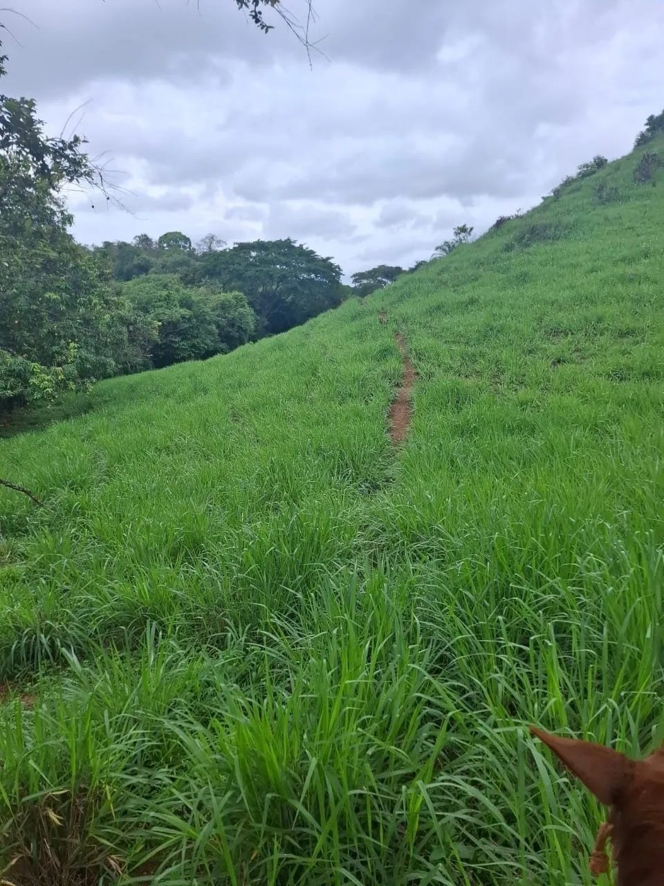 Building Lot for sale in Herrera