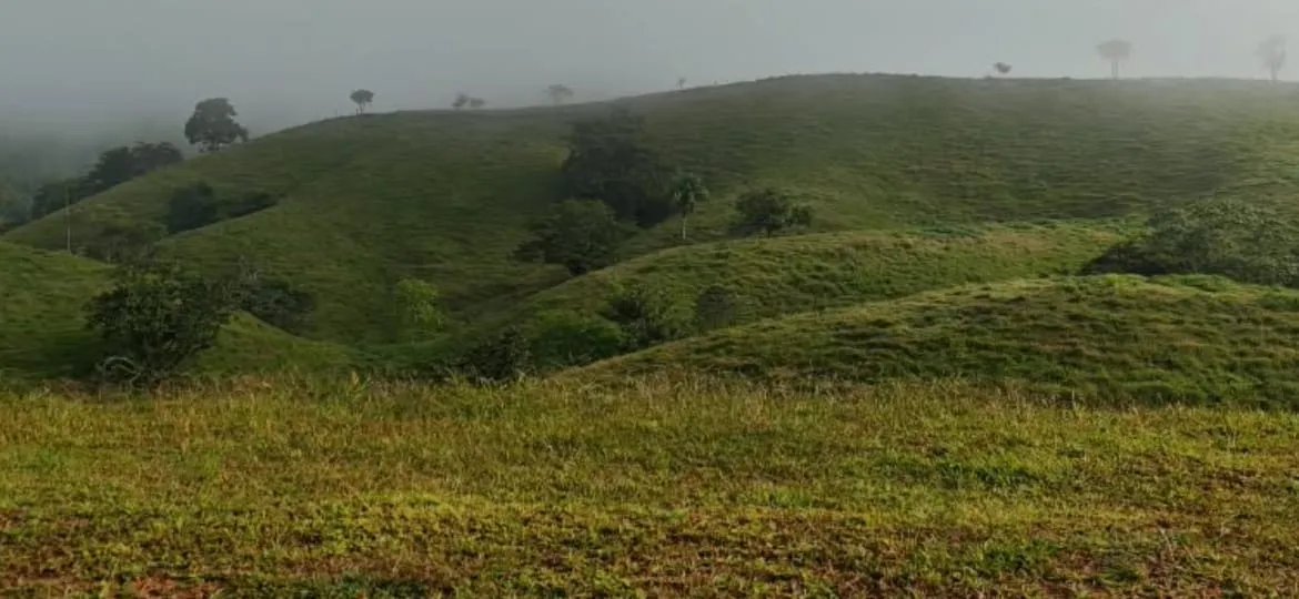 100-HECTARE FARM FOR SALE IN PASO REAL, PENONOMÉ, PANAMA