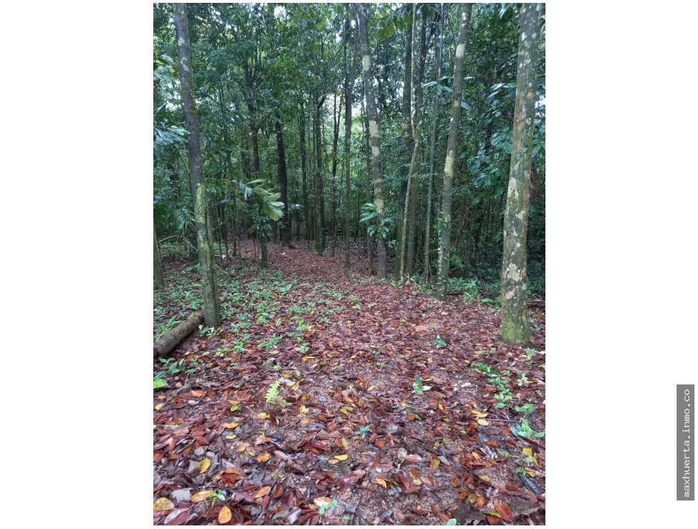 LAND FOR SALE IN CERRO AZUL