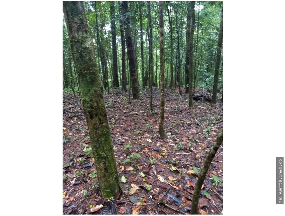 LAND FOR SALE IN CERRO AZUL