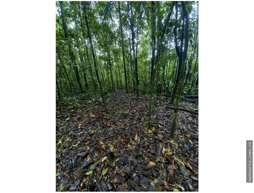 LAND FOR SALE IN CERRO AZUL