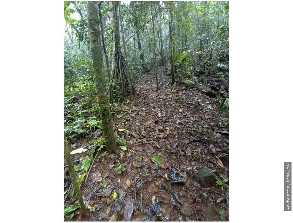 LAND FOR SALE IN CERRO AZUL