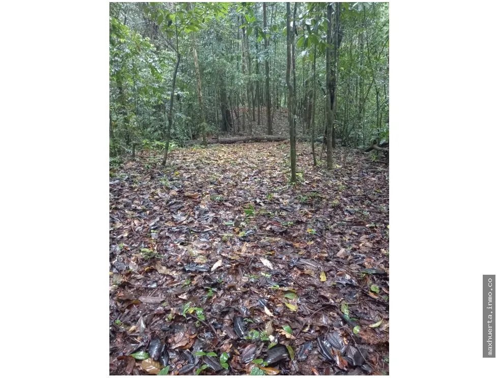LAND FOR SALE IN CERRO AZUL