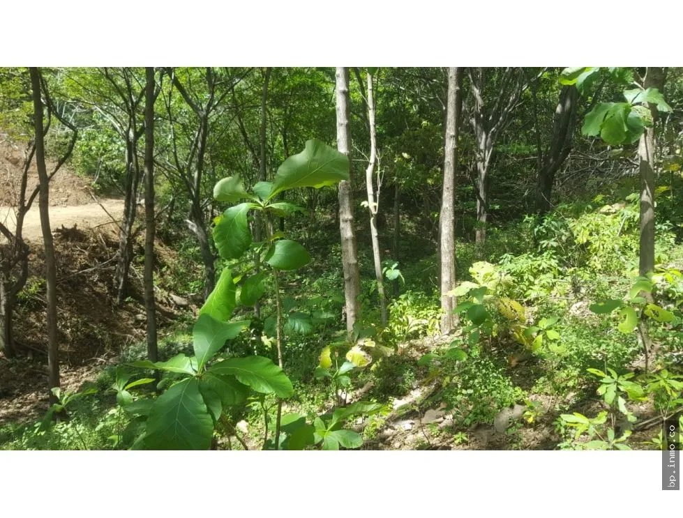 BEACHFRONT LAND WITH OCEAN VIEW IN PLAYA LOS BUZOS, TONOSÍ