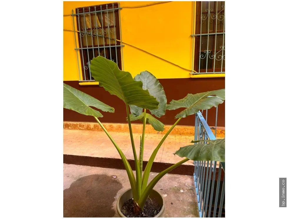 SE VENDE CASA ESTUDIANTES, SANTA ANA