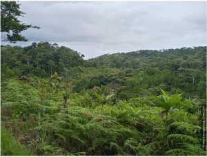Farm for Sale in Ciri de Los Sotos Capira Panama