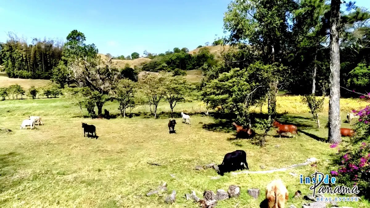 Apartamento à Venda em Volcan
