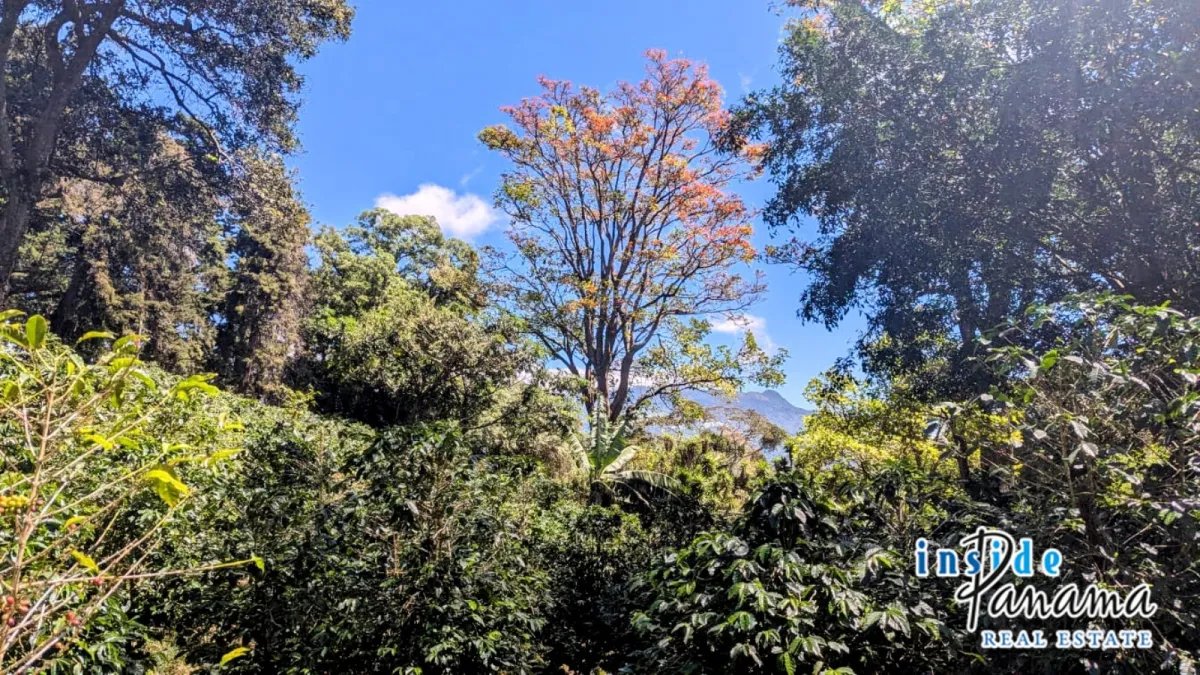 Apartamento à Venda em Boquete