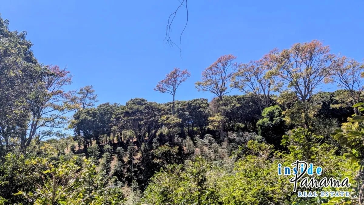 Apartamento à Venda em Boquete