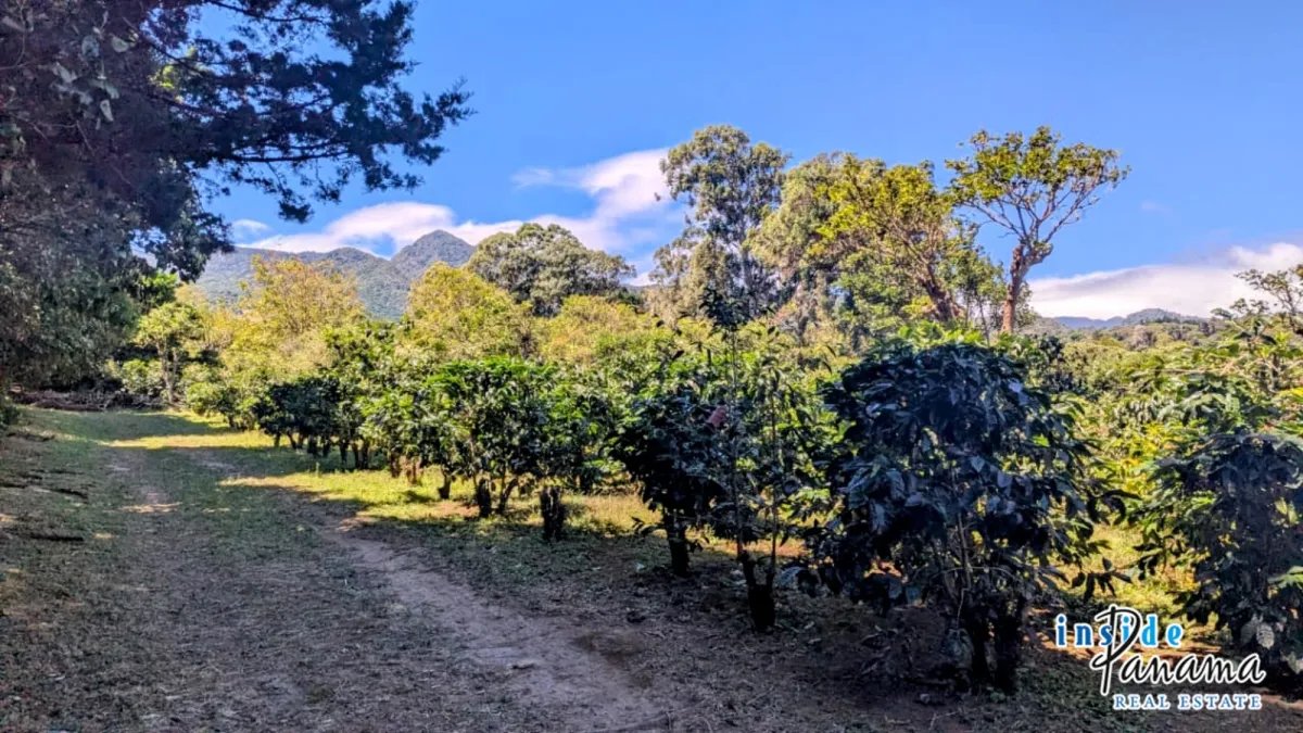 Apartamento à Venda em Boquete