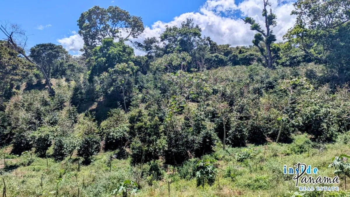 Apartamento à Venda em Boquete