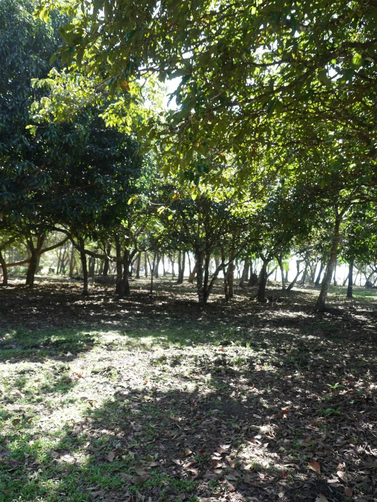 Apartamento à Venda em San Lorenzo