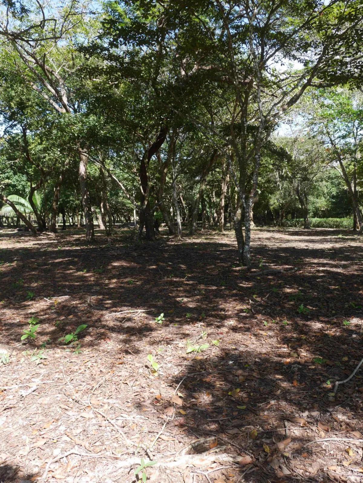 Apartamento à Venda em San Lorenzo